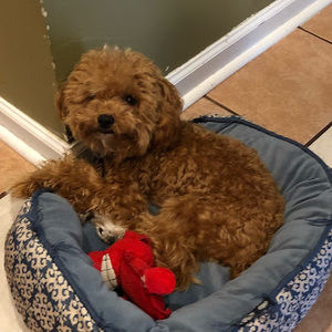 Meet your Posher, Rayito